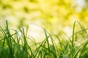 primavera o verano y resumen naturaleza antecedentes con césped campo. antecedentes con verde césped campo y bokeh ligero. verano antecedentes. foto