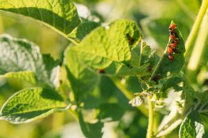 Colorado beetle eats potato leaves, close-up. Concept of invasion of beetles. Poor harvest of potatoes. photo