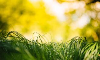 Spring or summer and abstract nature background with grass field. Background with green grass field and bokeh light. summer background. photo