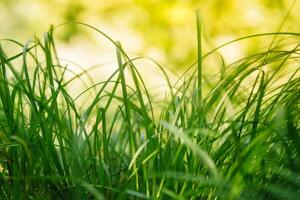 Spring or summer and abstract nature background with grass field. Background with green grass field and bokeh light. summer background. photo