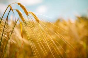 increíble agricultura puesta de sol paisaje.crecimiento naturaleza cosecha. trigo campo natural producto. orejas de dorado trigo cerca arriba. rural escena debajo luz de sol. verano antecedentes de madurez orejas de paisaje foto