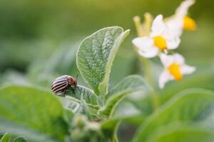 Colorado beetle eats potato leaves, close-up. Concept of invasion of beetles. Poor harvest of potatoes. photo