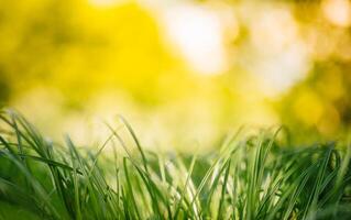 primavera o verano y resumen naturaleza antecedentes con césped campo. antecedentes con verde césped campo y bokeh ligero. verano antecedentes. foto