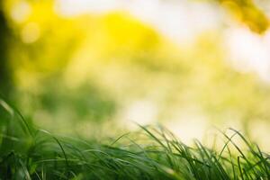 primavera o verano y resumen naturaleza antecedentes con césped campo. antecedentes con verde césped campo y bokeh ligero. verano antecedentes. foto