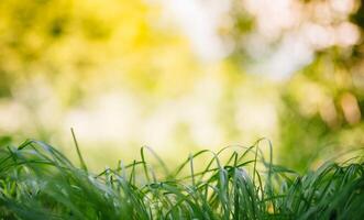 primavera o verano y resumen naturaleza antecedentes con césped campo. antecedentes con verde césped campo y bokeh ligero. verano antecedentes. foto