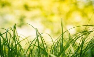 Spring or summer and abstract nature background with grass field. Background with green grass field and bokeh light. summer background. photo