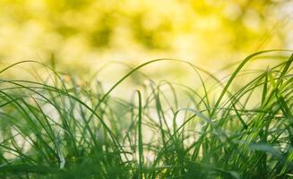 primavera o verano y resumen naturaleza antecedentes con césped campo. antecedentes con verde césped campo y bokeh ligero. verano antecedentes. foto