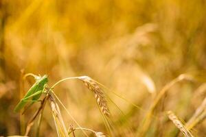 Green locusts devouring a large barley. Insect pest. pest concept in agriculture. photo