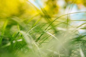 primavera o verano y resumen naturaleza antecedentes con césped campo. antecedentes con verde césped campo y bokeh ligero. verano antecedentes. foto