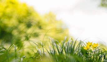 primavera o verano y resumen naturaleza antecedentes con césped campo. antecedentes con verde césped campo y bokeh ligero. verano antecedentes. foto