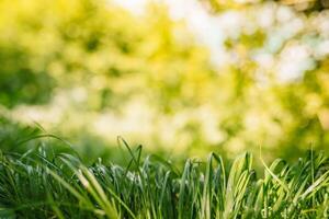 primavera o verano y resumen naturaleza antecedentes con césped campo. antecedentes con verde césped campo y bokeh ligero. verano antecedentes. foto