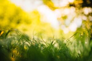 Spring or summer and abstract nature background with grass field. Background with green grass field and bokeh light. summer background. photo