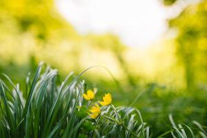 Spring or summer and abstract nature background with grass field. Background with green grass field and bokeh light. summer background. photo