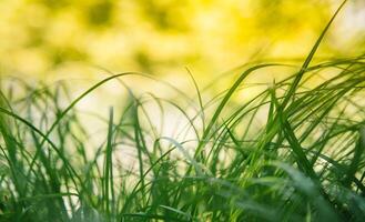 Spring or summer and abstract nature background with grass field. Background with green grass field and bokeh light. summer background. photo