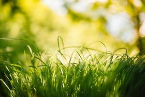 primavera o verano y resumen naturaleza antecedentes con césped campo. antecedentes con verde césped campo y bokeh ligero. verano antecedentes. foto