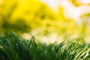 Spring or summer and abstract nature background with grass field. Background with green grass field and bokeh light. summer background. photo