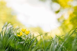 Spring or summer and abstract nature background with grass field. Background with green grass field and bokeh light. summer background. photo