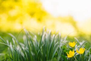 Spring or summer and abstract nature background with grass field. Background with green grass field and bokeh light. summer background. photo