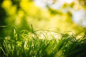 Spring or summer and abstract nature background with grass field. Background with green grass field and bokeh light. summer background. photo