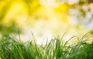 Spring or summer and abstract nature background with grass field. Background with green grass field and bokeh light. summer background. photo