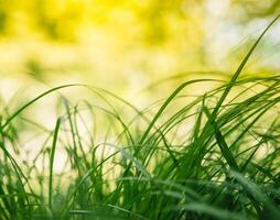 Spring or summer and abstract nature background with grass field. Background with green grass field and bokeh light. summer background. photo