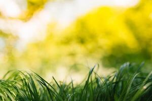 primavera o verano y resumen naturaleza antecedentes con césped campo. antecedentes con verde césped campo y bokeh ligero. verano antecedentes. foto