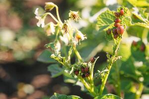 Colorado beetle eats potato leaves, close-up. Concept of invasion of beetles. Poor harvest of potatoes. photo