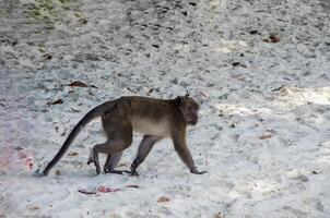 Wild white macaque monkey waiting on rocks at tropical island photo