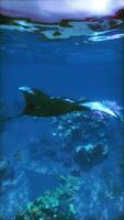 balena nuoto al di sopra di corallo scogliera nel oceano video