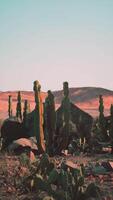 extenso cactus grupo en Monumento Valle Desierto video