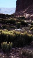 Small Bush Standing in Nevada Desert video
