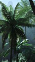 Palm Tree Standing in Jungle video