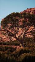 groot boom staand in Nevada woestijn veld- video