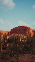 Desierto escena con cactus arboles y rocas video