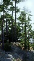 zonlicht filteren door bomen Aan rotsachtig heuvel video