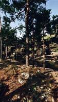 Forest Landscape With Rocks and Trees video