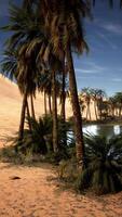 groep van palm bomen door water video