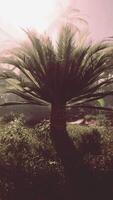 palm boom staand in veld- video