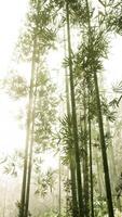 Tall Bamboo Trees Towering in Forest, vertical video