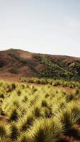 rotolamento colline e erba campo video