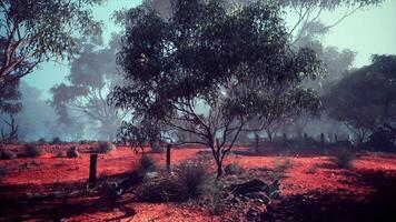 arboles y rojo suciedad en un australiano arbusto campo video