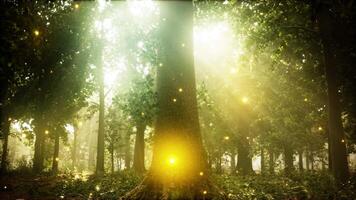 un bosque lleno con un montón de arboles y luces video