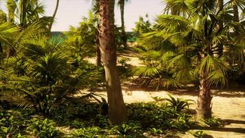 A beach with palm trees and the ocean in the background video