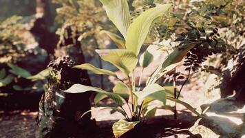 zwei Pflanzen Sitzung im das Schmutz im ein tropisch Wald video