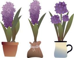 Set of purple flowers in flowerpots. Summer. Garden. Hyacinth. vector