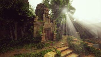 lumière du soleil filtres par dense jungle des arbres sur ancien temple ruines video