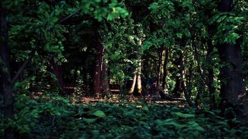 uma floresta preenchidas com grande quantidade do verde árvores Sombrio floresta video