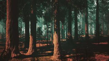 sequoia skog, tät tak av höga träd. mörk skog video