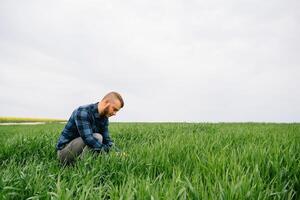 Agronomist with green wheat in hands. Field of wheat on background. photo