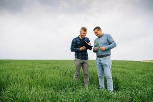 dos granjero en pie en un trigo campo y mirando a computadora portátil, ellos son examinando corp. joven hermoso agrónomo. agronegocios concepto. agrícola ingeniero en pie en un trigo campo. foto